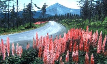 LUPINS EN FORÊT . huile couteau