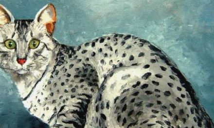 MAU EGYPTIEN . huile couteau