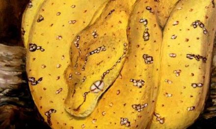 MORELIA VIRDIS . huile couteau