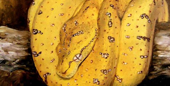 MORELIA VIRDIS . huile couteau