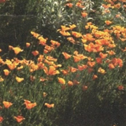 MURET FLEURI (original)