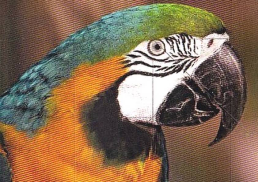 PERROQUET (original)