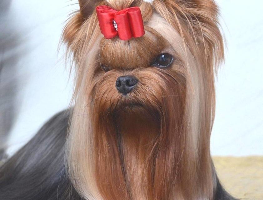 ROYAL KAMIKADZE (original)