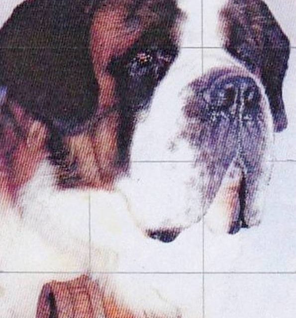 SAINT BERNARD (original)