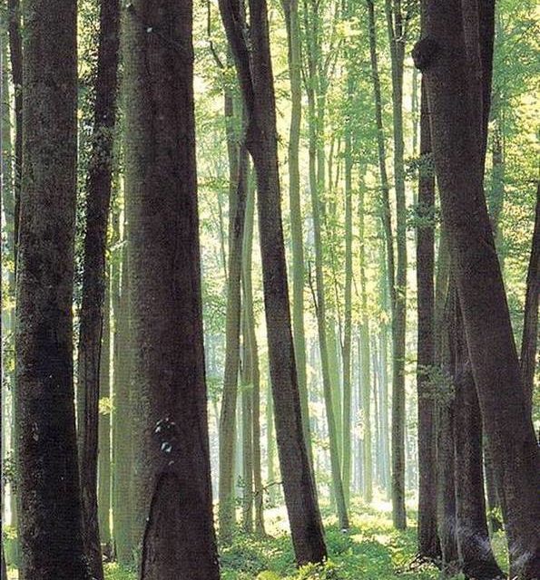 SOUS BOIS (original)