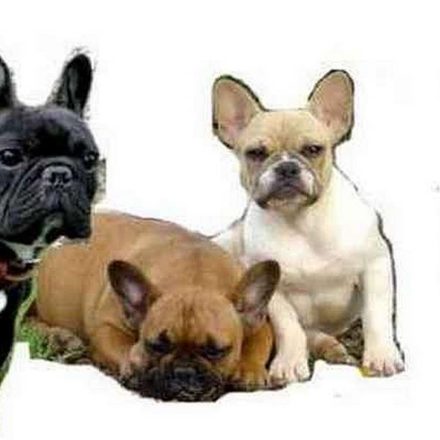 Bouledogue Français (montage)