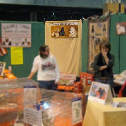 Cocker Américian (décoration)