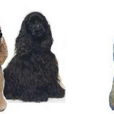 Cocker Américian (montage)