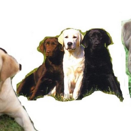 Labrador (montage)