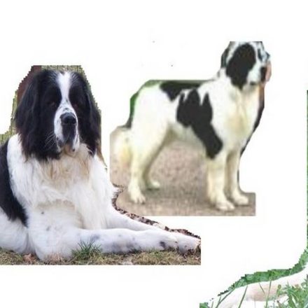 Landseer (montage)