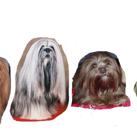Lhassa Apso (montage)