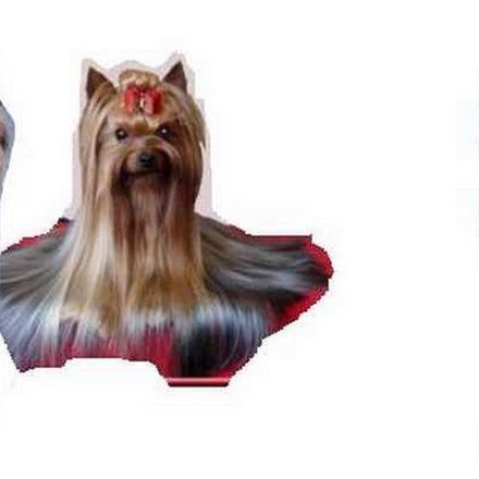 Yorkshire Terrier (montage)