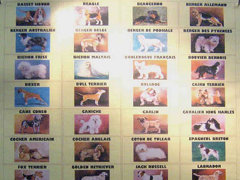 Salon animalier LYON VILLEURBANNE . 9ème Edition (quiz)