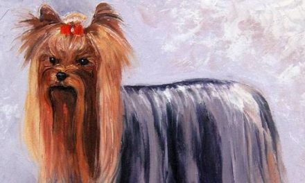 YORKSHIRE TERRIER . huile couteau