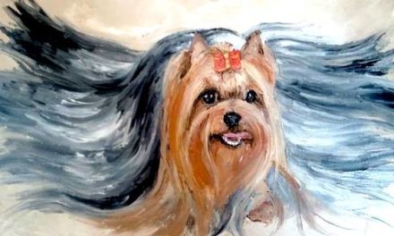 YORKSHIRE TERRIER . huile couteau