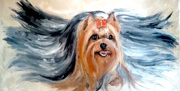 YORKSHIRE TERRIER . huile couteau