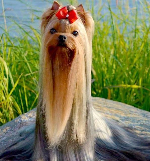 YORKSHIRE TERRIER (original)