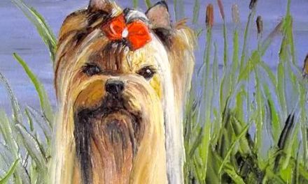 YORKSHIRE TERRIER . huile couteau