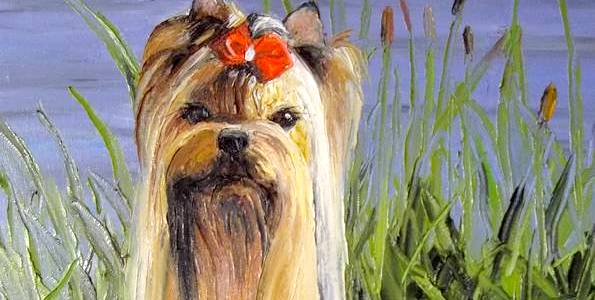 YORKSHIRE TERRIER . huile couteau