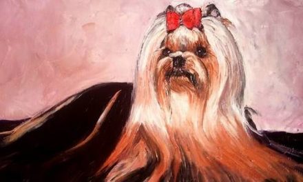 YORKSHIRE TERRIER . huile couteau
