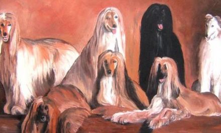 LEVRIERS AFGHAN . huile couteau