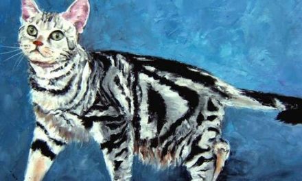 AMERICAN SHORTHAIR . huile couteau