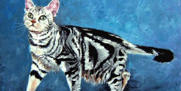 AMERICAN SHORTHAIR . huile couteau