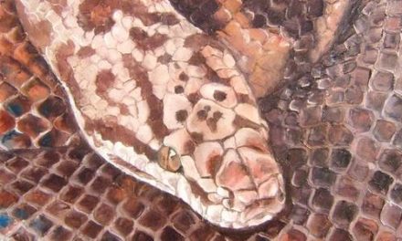 ANTARESIA MACULOSA . huile couteau