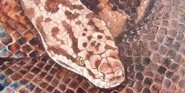 ANTARESIA MACULOSA . huile couteau