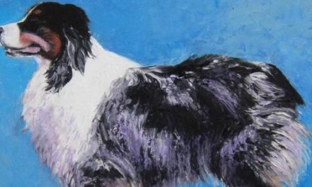 BERGER AUSTRALIEN . huile couteau