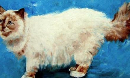 BIRMAN . huile couteau