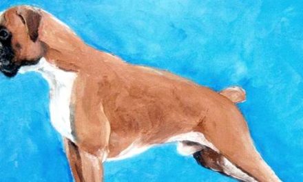 BOXER . huile couteau