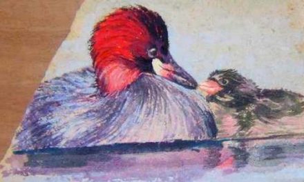 CANARD & CANETON . gouache