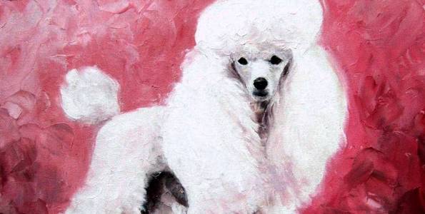 CANICHE . huile couteau