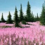 CHAMPS DE LUPINS . huile couteau