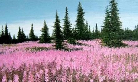 CHAMPS DE LUPINS . huile couteau