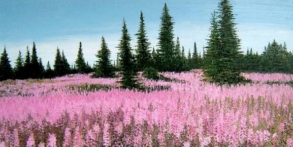 CHAMPS DE LUPINS . huile couteau