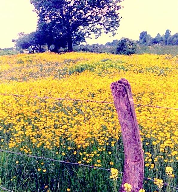 CHAMPS JAUNE (original)