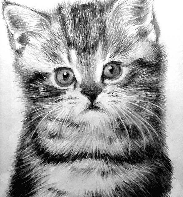 CHATON (crayon)
