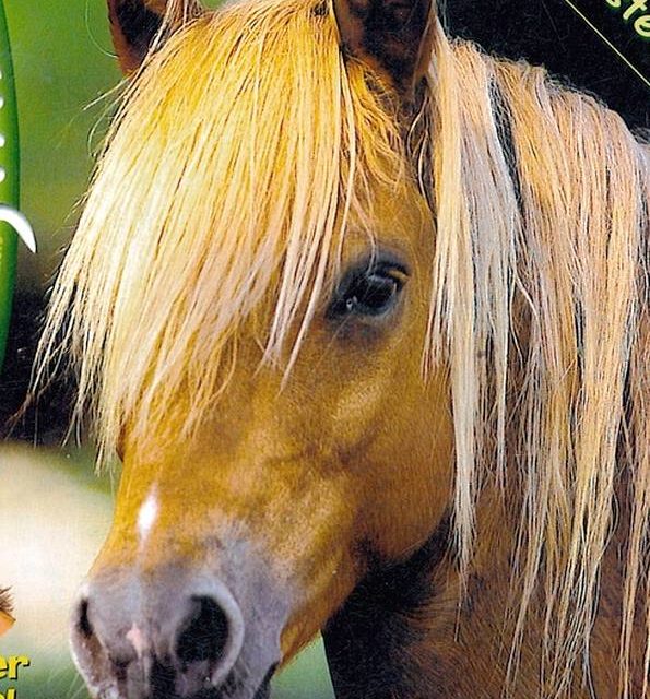 CHEVAL A CRINIERE DOREE (original)