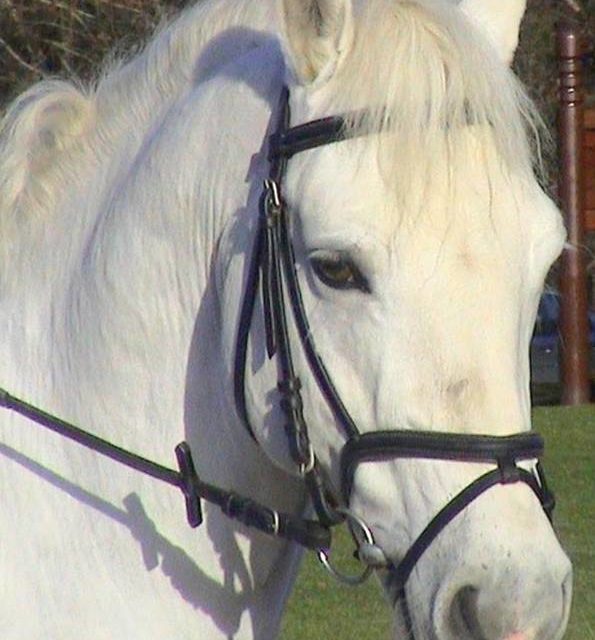 CHEVAL BLANC ET HARNAIS (original)