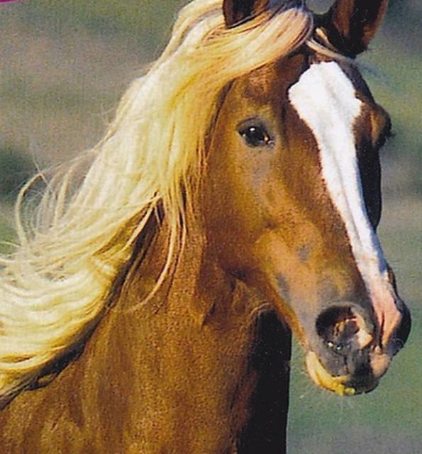 CHEVAL ET CRINIERE (original)