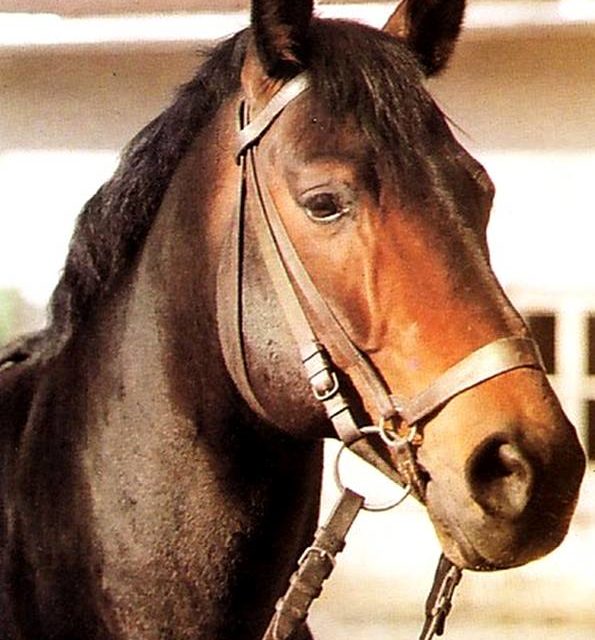 CHEVAL NOIR ET HARNAIS (original)