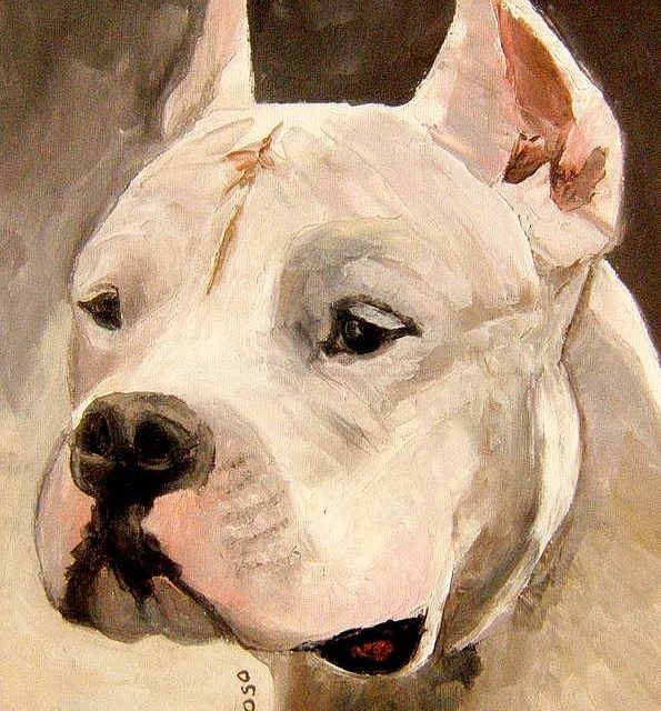DOGUE ARGENTIN (peinture)