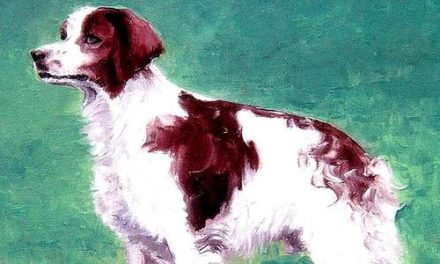 EPAGNEUL BRETON . huile couteau