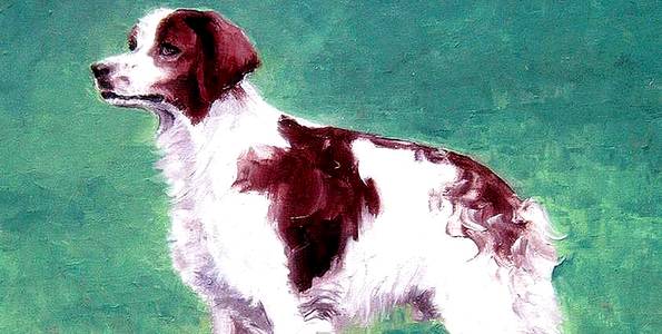 EPAGNEUL BRETON . huile couteau