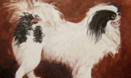 EPAGNEUL JAPONAIS . huile couteau