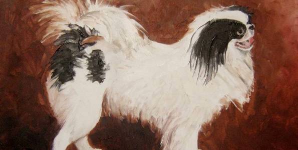 EPAGNEUL JAPONAIS . huile couteau