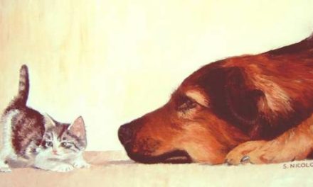 FACE A FACE . huile couteau