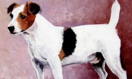 JACK RUSSELL TERRIER . huile couteau